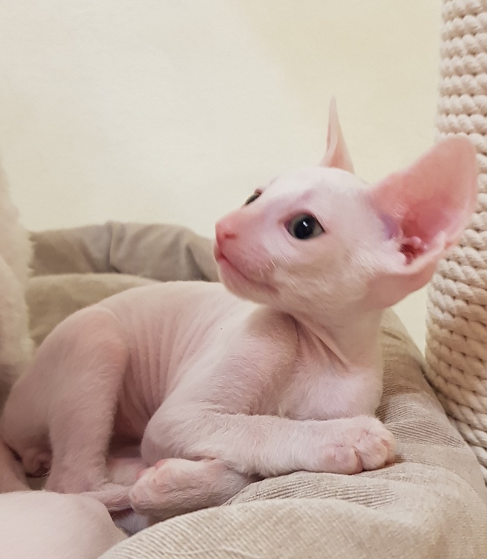 Ocean Love Elemani Dream - Kitten cornish rex 1 month 2.5 weeks