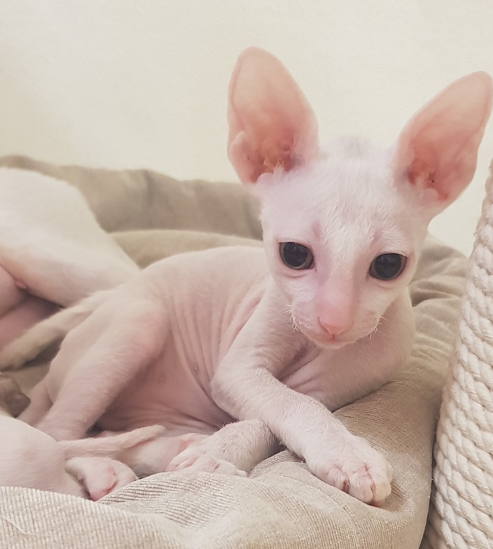 Ocean Love Elemani Dream - Kitten cornish rex 1 month 2.5 weeks