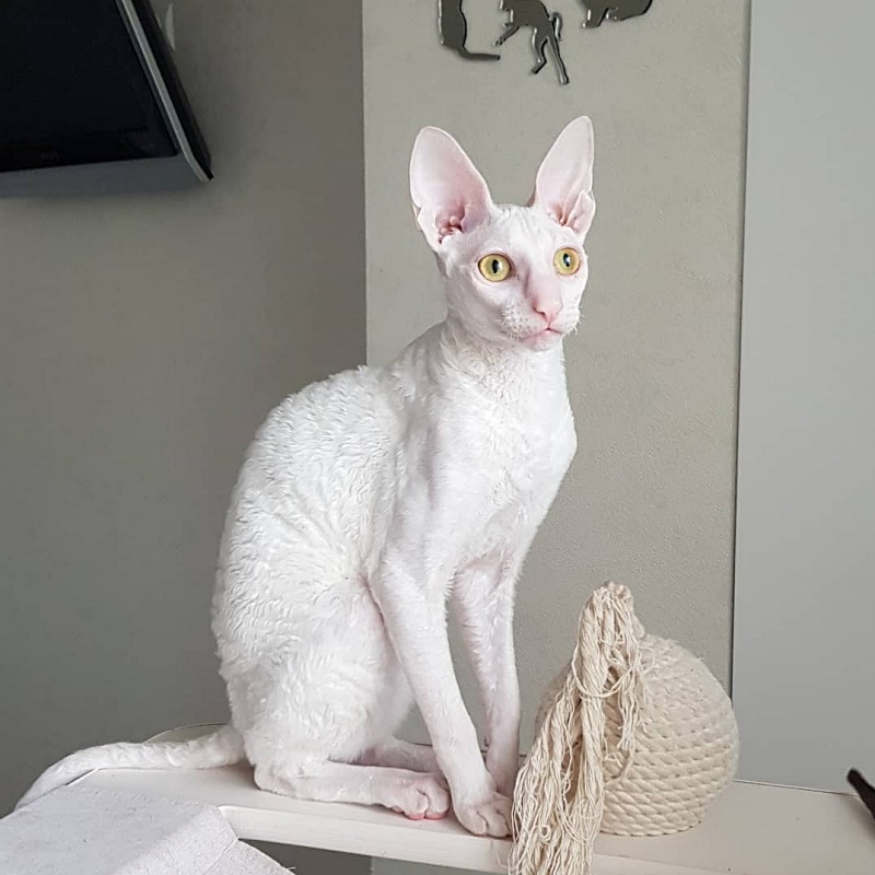 Peony in Bloom Elemani Dream - Kitten cornish rex 5 months 2 weeks