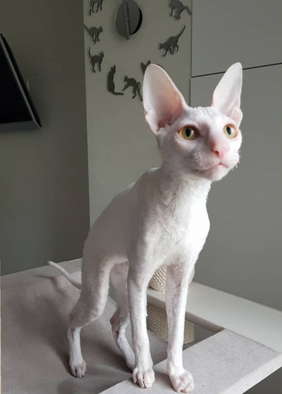 Peony in Bloom Elemani Dream - Kitten cornish rex 5 months 2 weeks