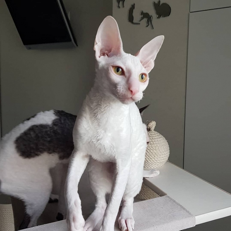 Peony in Bloom Elemani Dream - Kitten cornish rex 5 months 2 weeks