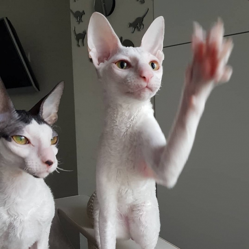 Peony in Bloom Elemani Dream - Kitten cornish rex 5 months 2 weeks