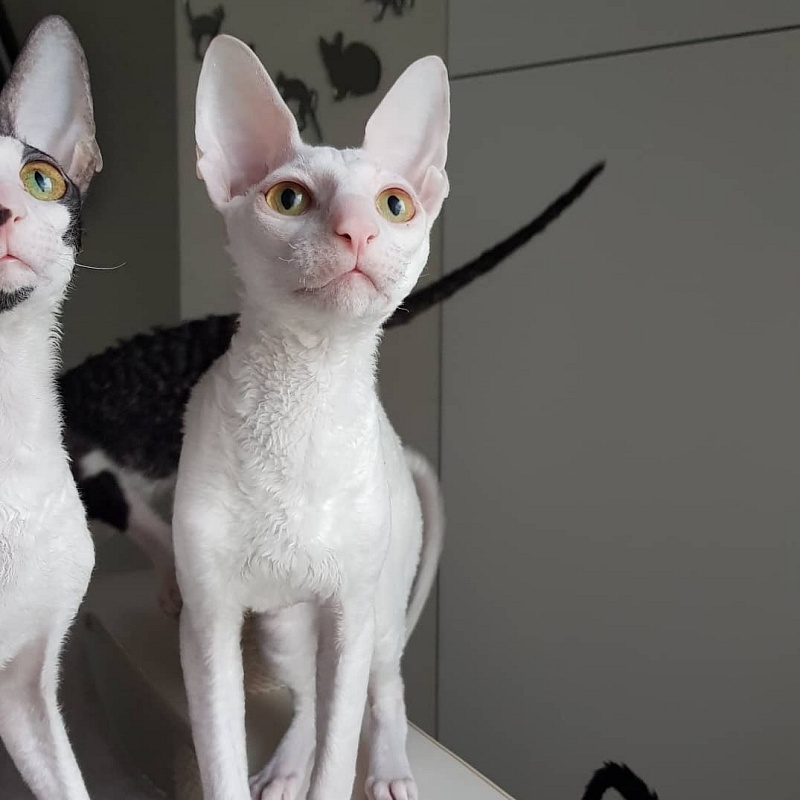 Peony in Bloom Elemani Dream - Kitten cornish rex 5 months 2 weeks