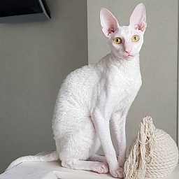 Peony in Bloom Elemani Dream