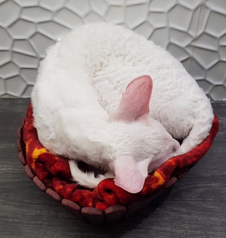 Peony in Bloom Elemani Dream - Kitten cornish rex 5 months 1 week