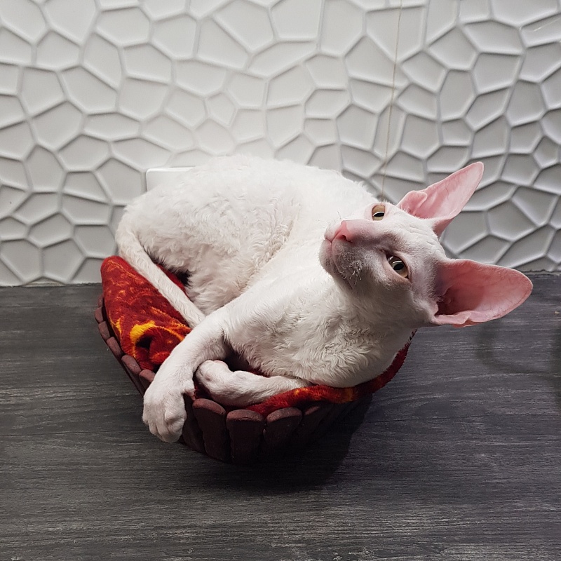 Peony in Bloom Elemani Dream - Kitten cornish rex 5 months 1 week