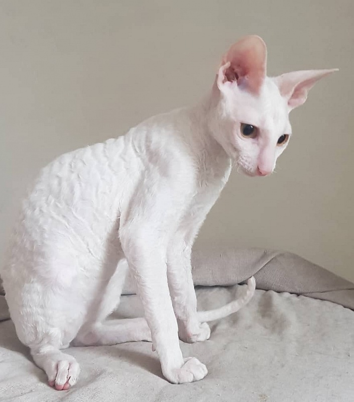 Peony in Bloom Elemani Dream - cornish rex