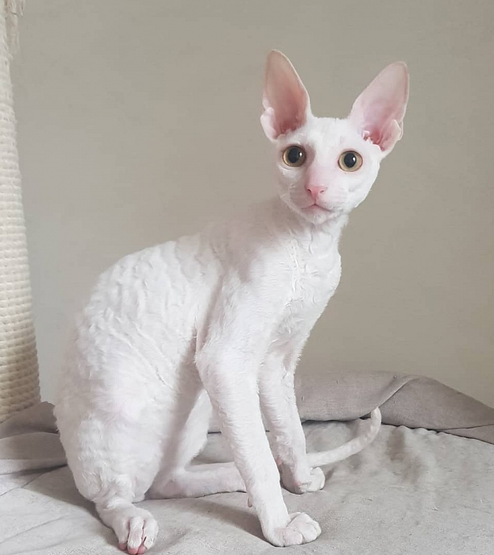 Peony in Bloom Elemani Dream - cornish rex