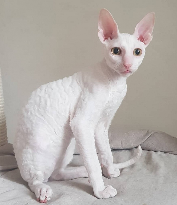 Peony in Bloom Elemani Dream - cornish rex