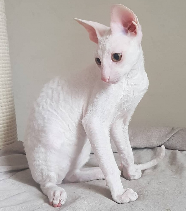 Peony in Bloom Elemani Dream - cornish rex