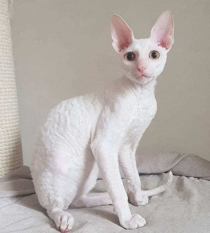 Peony in Bloom Elemani Dream - cornish rex