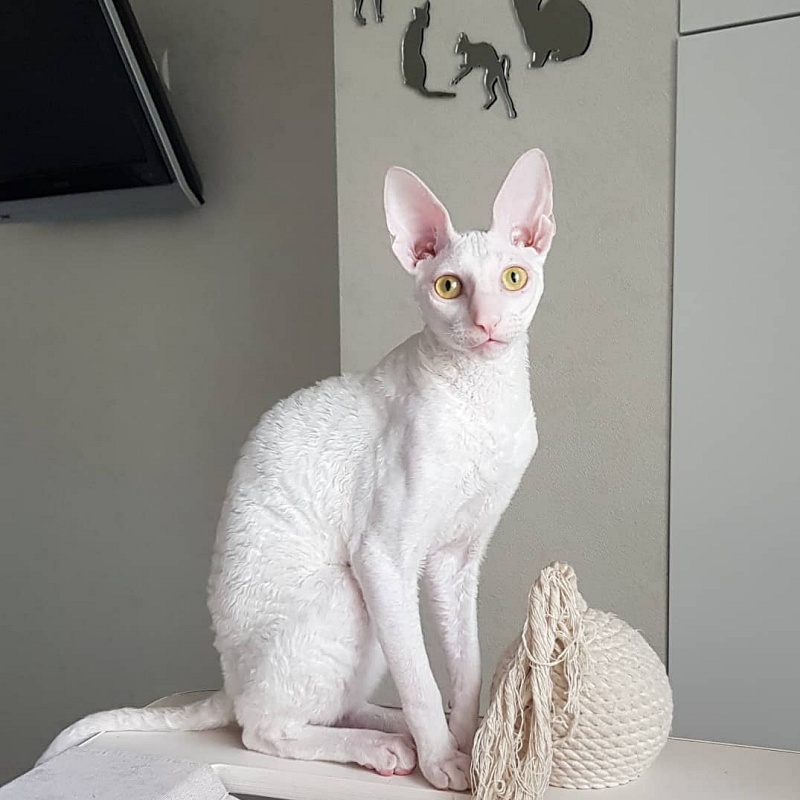 Peony in Bloom Elemani Dream - Kitten cornish rex 5 months 2 weeks