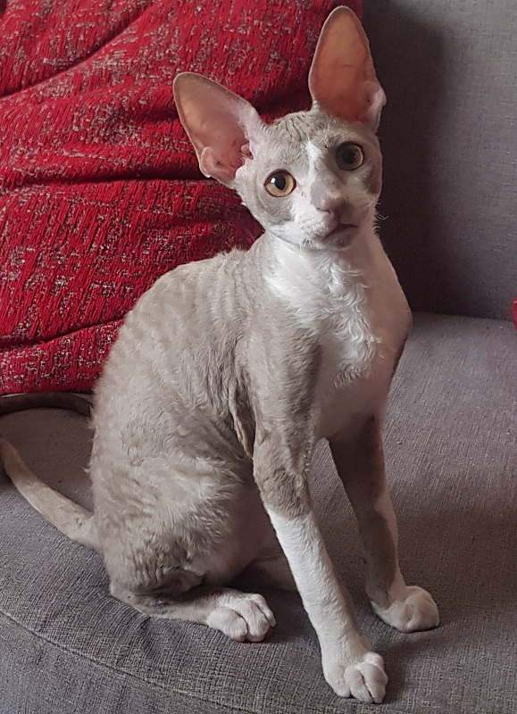 Peony Bouquet Elemani Dream - Kitten cornish rex 3 months 1 week