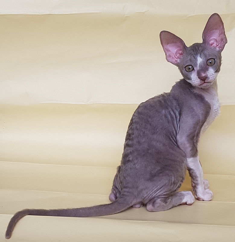 Peony Bouquet Elemani Dream - Kitten cornish rex 2 months 1 week
