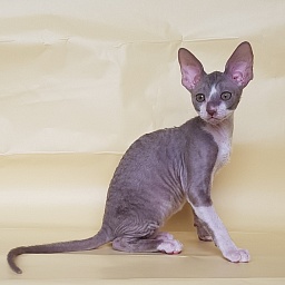 Peony Bouquet Elemani Dream