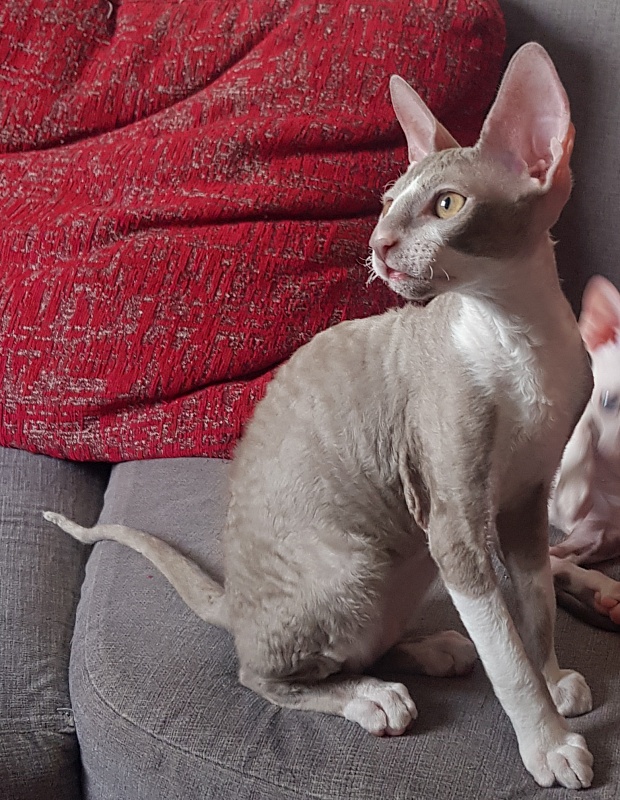 Peony Bouquet Elemani Dream - Kitten cornish rex 3 months 1 week