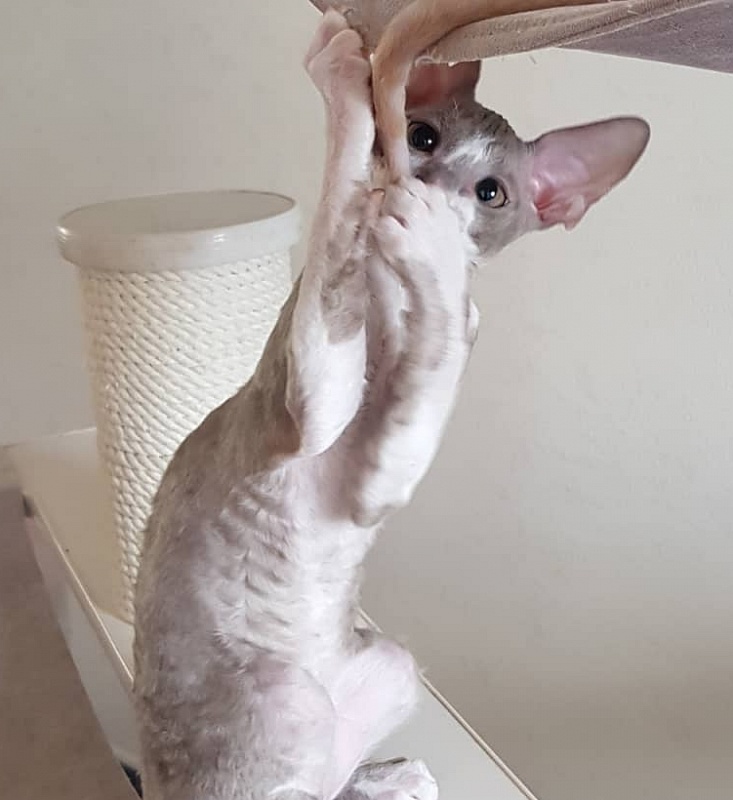 Peony Bouquet Elemani Dream - cornish rex