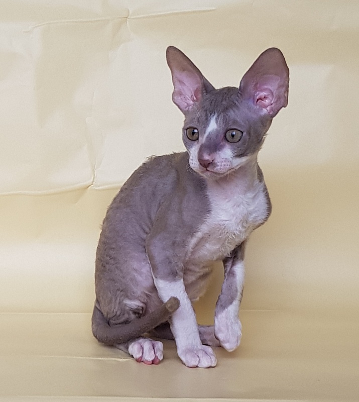 Peony Bouquet Elemani Dream - Kitten cornish rex 2 months 1 week