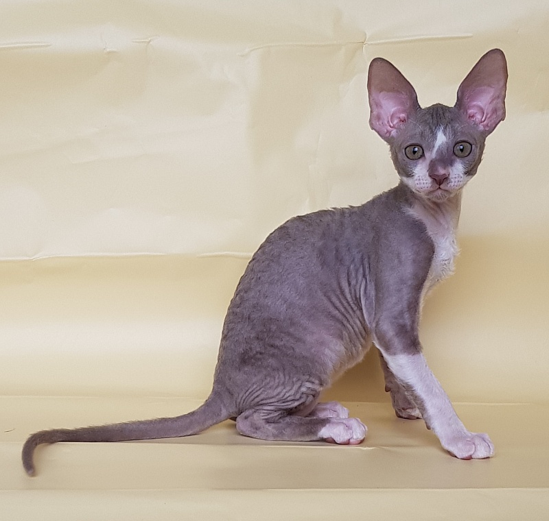 Peony Bouquet Elemani Dream - Kitten cornish rex 2 months 1 week