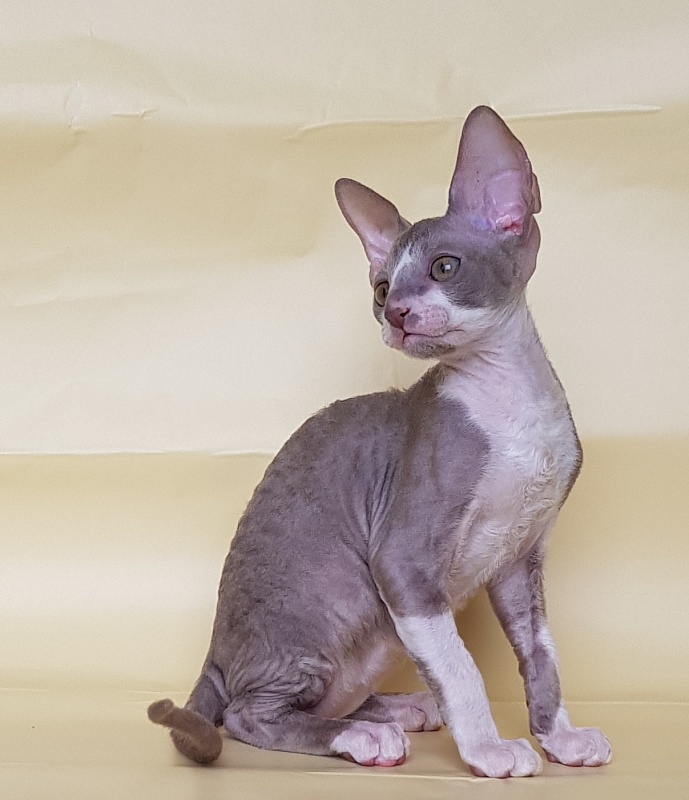 Peony Bouquet Elemani Dream - Kitten cornish rex 2 months 1 week