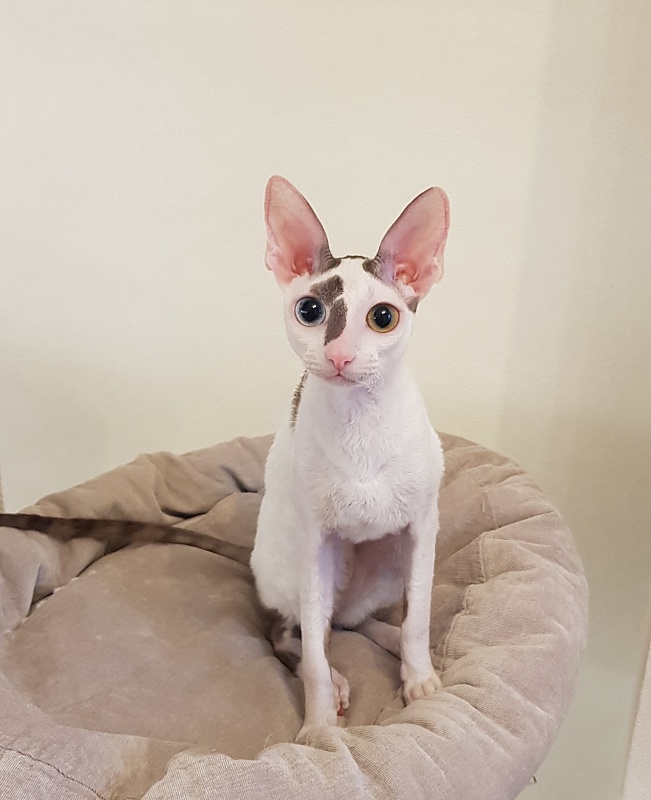 Penelope Cruz Elemani Dream - Kitten cornish rex 6 months 3.5 weeks