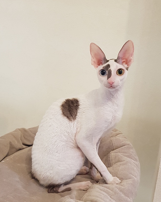 Penelope Cruz Elemani Dream - Kitten cornish rex 6 months 3.5 weeks