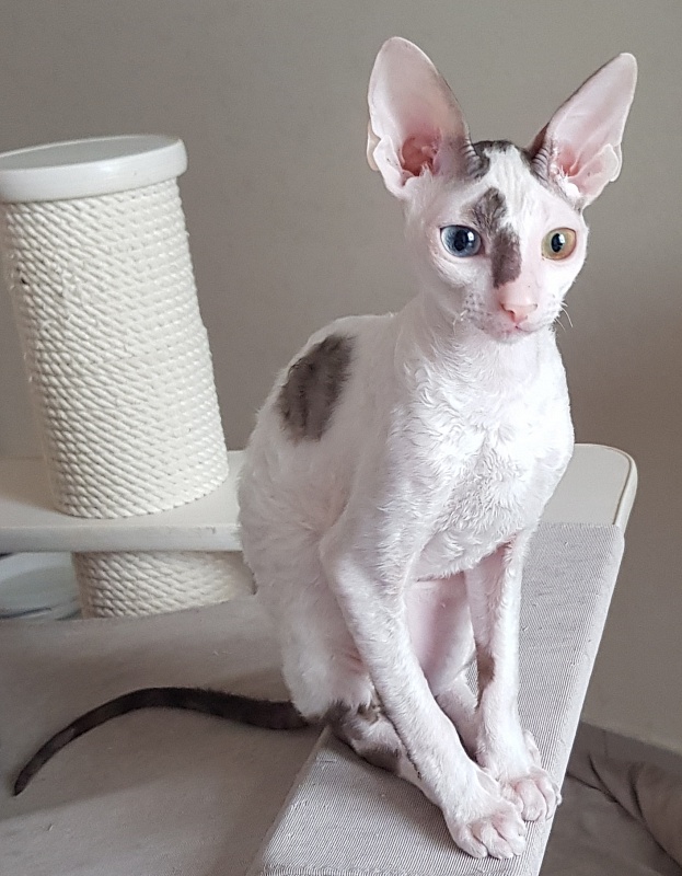 Penelope Cruz Elemani Dream - Kitten cornish rex 4 months