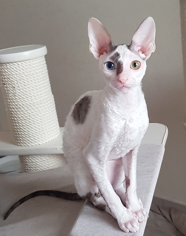 Penelope Cruz Elemani Dream - Kitten cornish rex 4 months