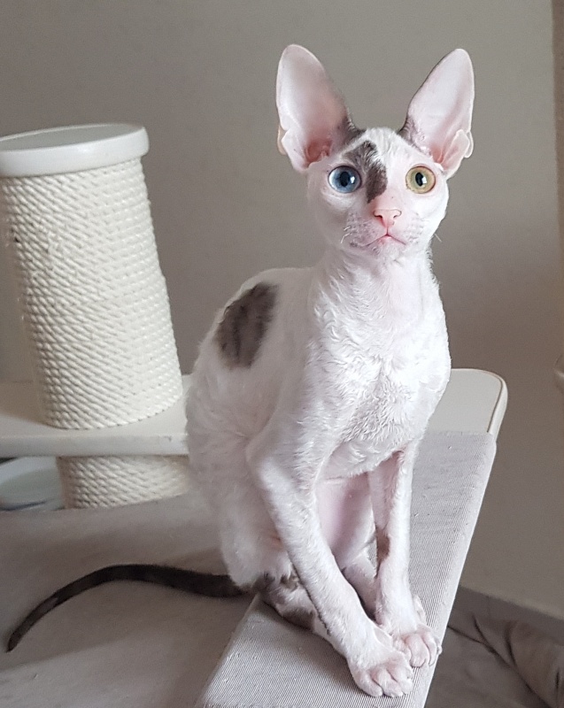 Penelope Cruz Elemani Dream - Kitten cornish rex 4 months