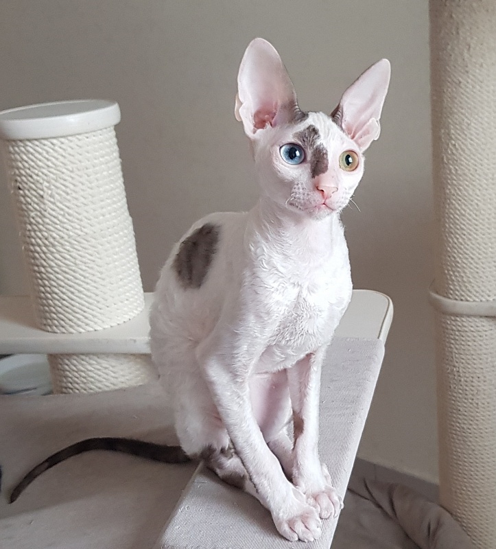 Penelope Cruz Elemani Dream - Kitten cornish rex 4 months