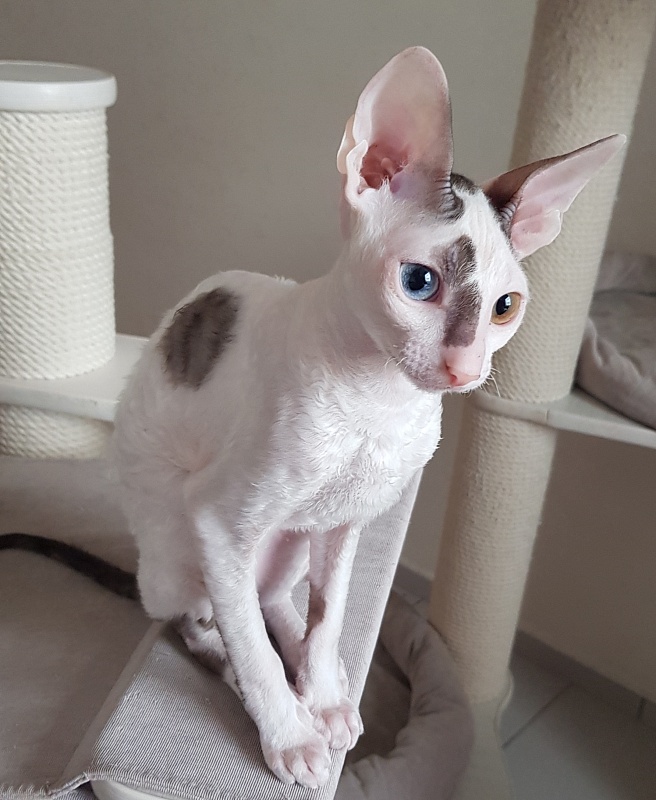 Penelope Cruz Elemani Dream - Kitten cornish rex 4 months
