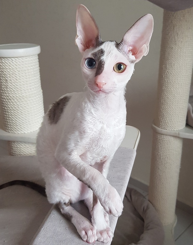 Penelope Cruz Elemani Dream - Kitten cornish rex 4 months