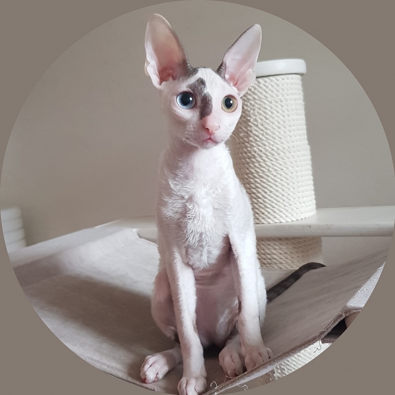 Penelope Cruz Elemani Dream - cornish rex