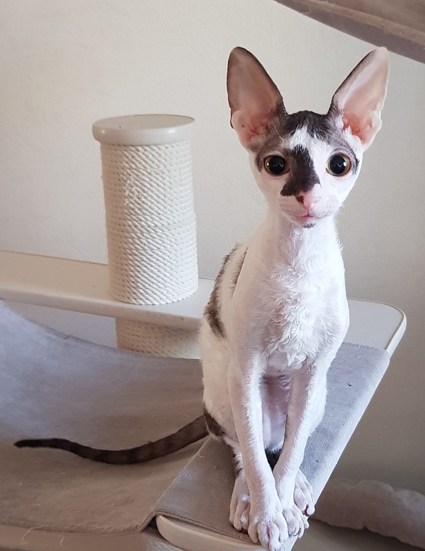 Pearl Button Elemani Dream - Kitten cornish rex 4 months 1.5 week