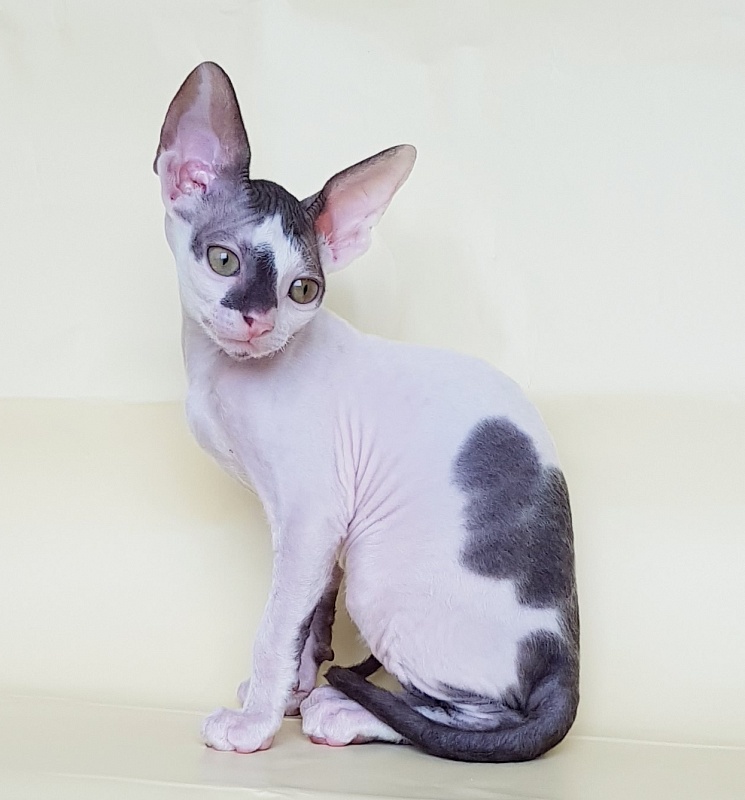 Pearl Button Elemani Dream - Kitten cornish rex 2 months 1 week