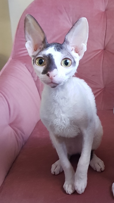 Pearl Button Elemani Dream - Kitten cornish rex 4 months 3.5 weeks