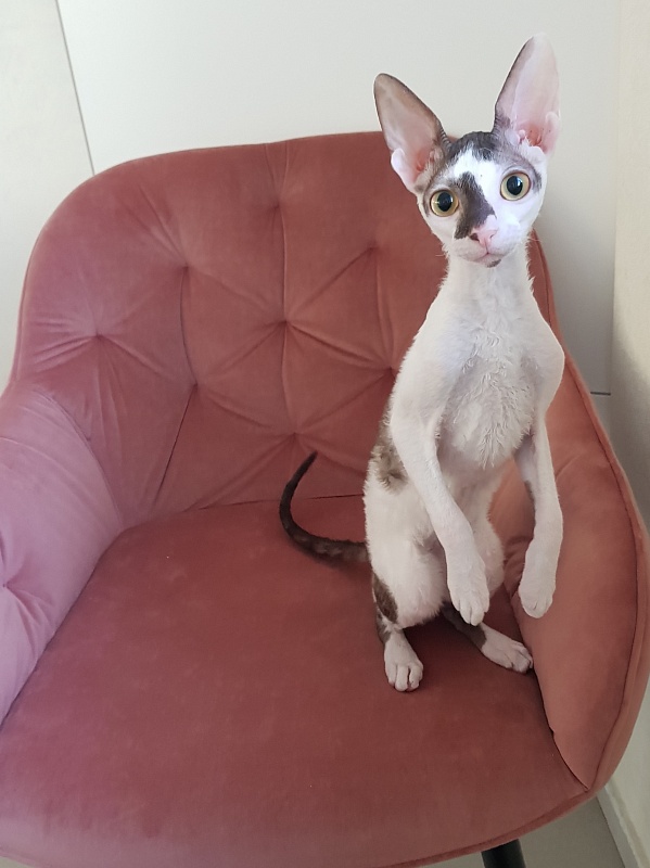 Pearl Button Elemani Dream - Kitten cornish rex 4 months 3.5 weeks