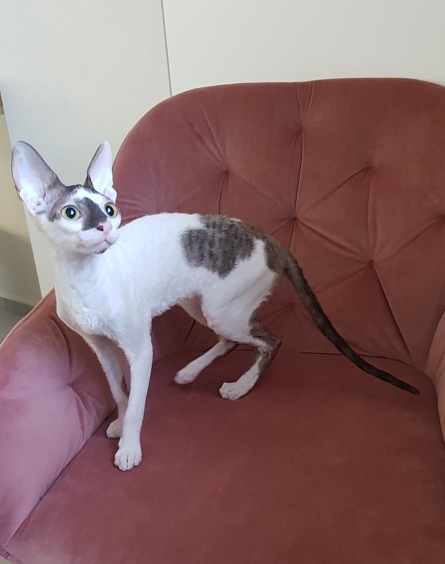 Pearl Button Elemani Dream - Kitten cornish rex 4 months 3.5 weeks