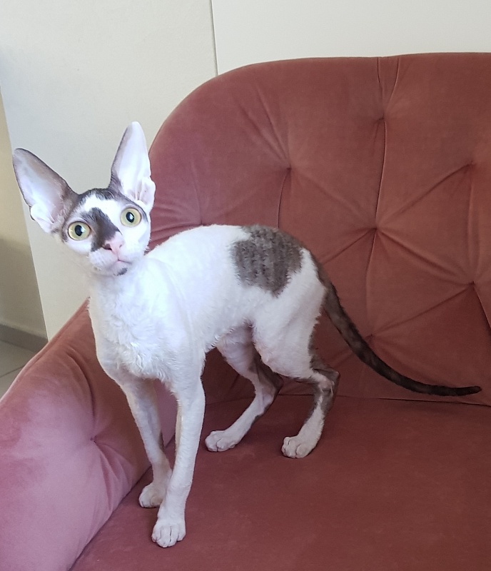 Pearl Button Elemani Dream - Kitten cornish rex 4 months 3.5 weeks