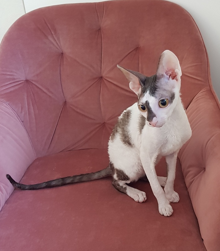Pearl Button Elemani Dream - Kitten cornish rex 4 months 3.5 weeks