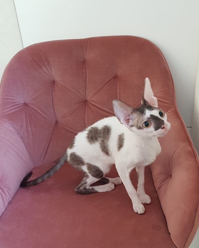 Pearl Button Elemani Dream - Kitten cornish rex 4 months 3.5 weeks