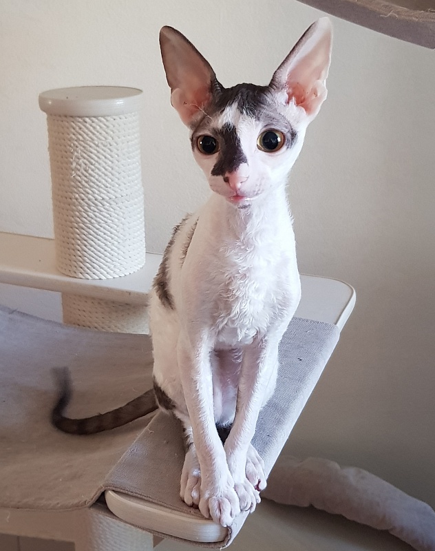 Pearl Button Elemani Dream - Kitten cornish rex 4 months 1.5 week