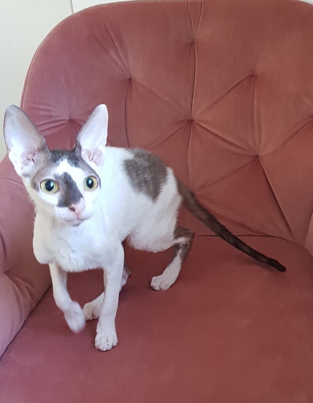 Pearl Button Elemani Dream - Kitten cornish rex 4 months 3.5 weeks