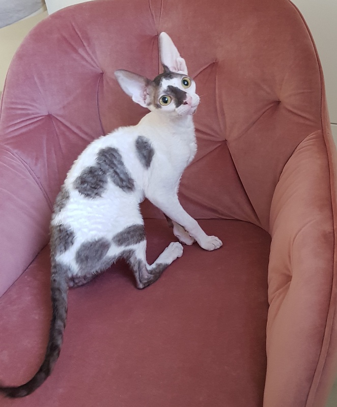 Pearl Button Elemani Dream - Kitten cornish rex 4 months 3.5 weeks