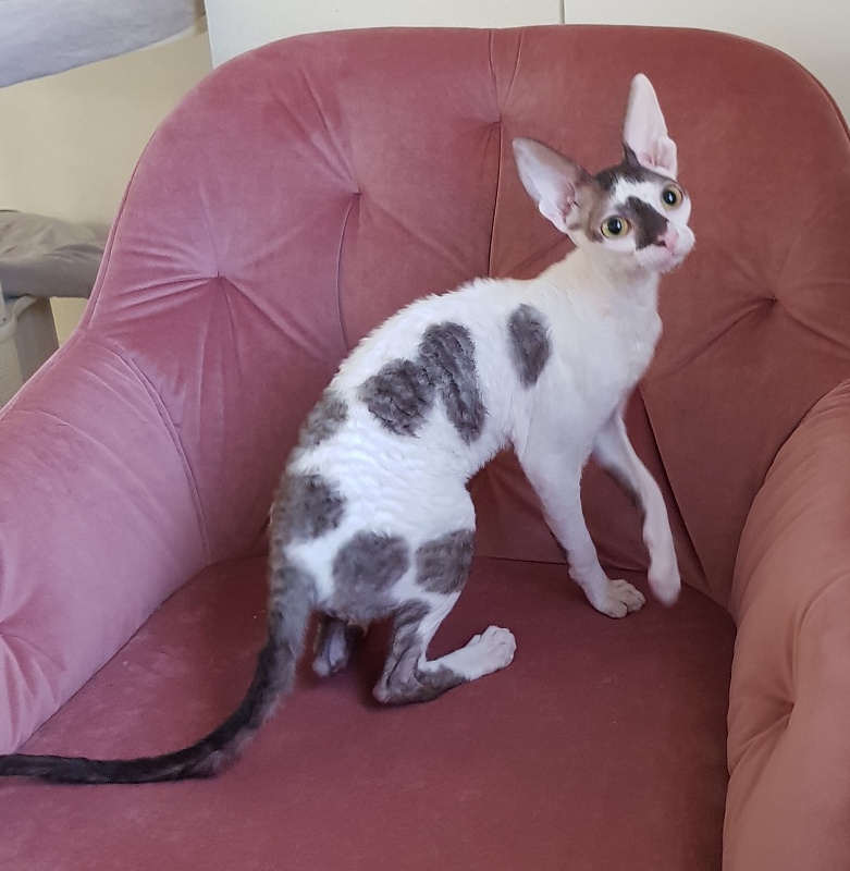 Pearl Button Elemani Dream - Kitten cornish rex 4 months 3.5 weeks