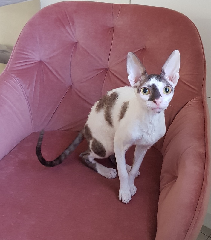 Pearl Button Elemani Dream - Kitten cornish rex 4 months 3.5 weeks