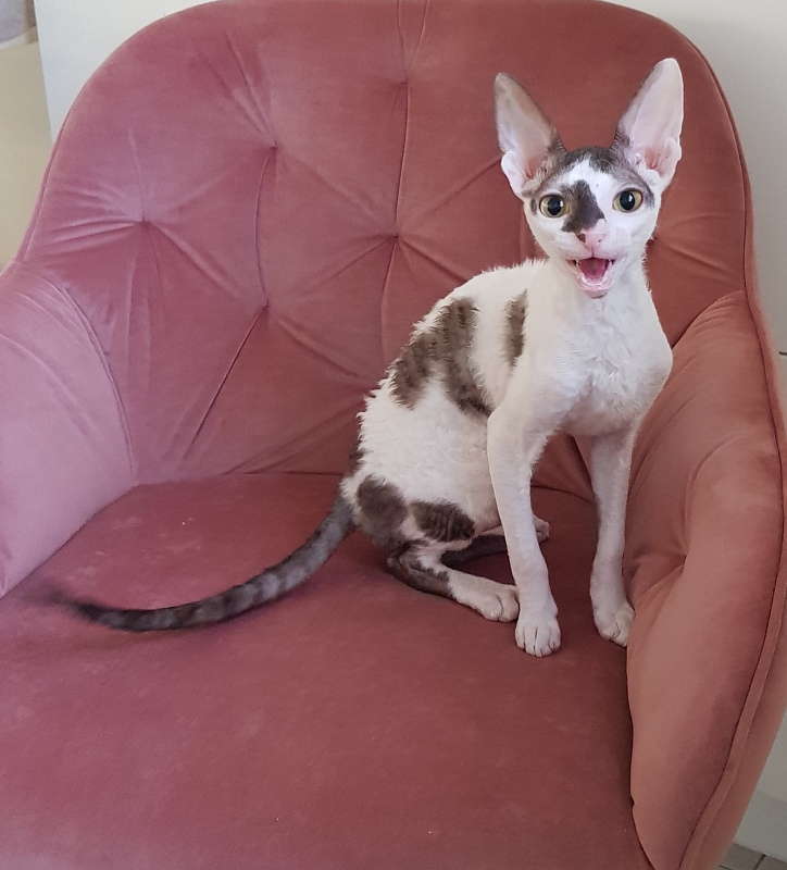 Pearl Button Elemani Dream - Kitten cornish rex 4 months 3.5 weeks