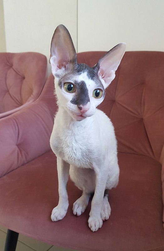Pearl Button Elemani Dream - Kitten cornish rex 4 months 3.5 weeks