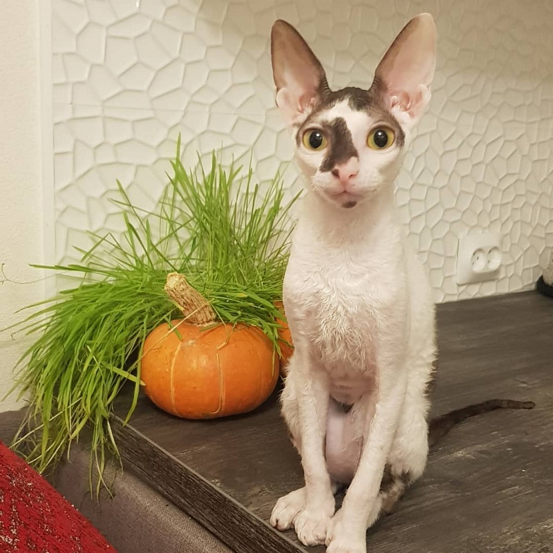 Pearl Button Elemani Dream - Kitten cornish rex 5 months 0.5 weeks