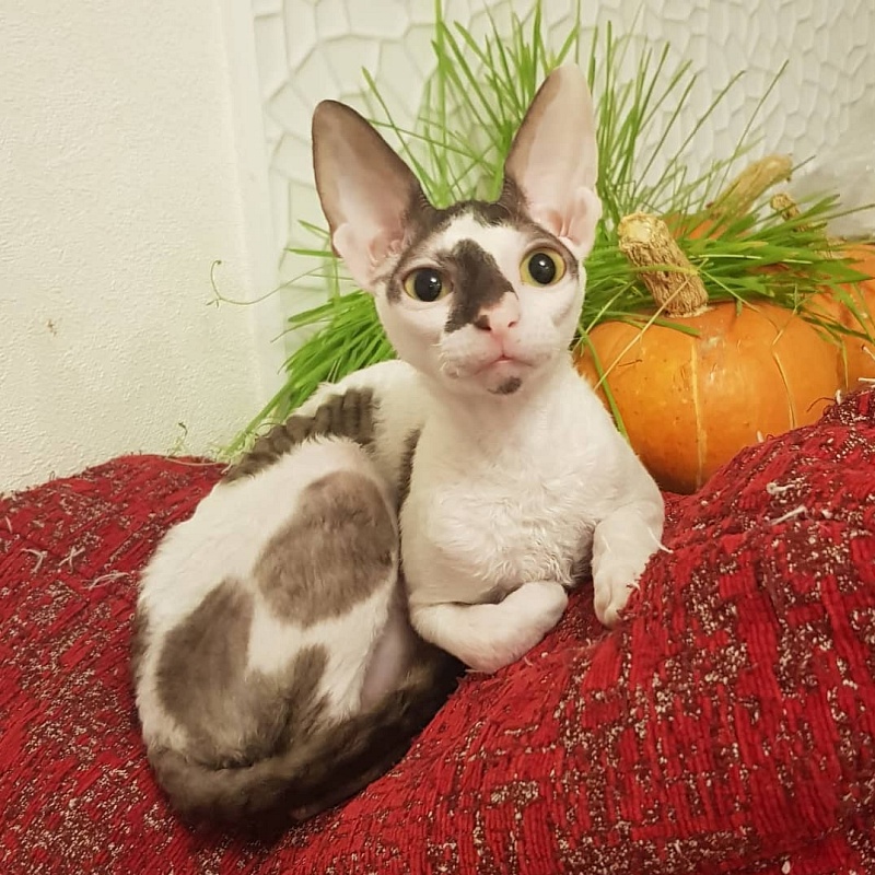 Pearl Button Elemani Dream - Kitten cornish rex 5 months 0.5 weeks